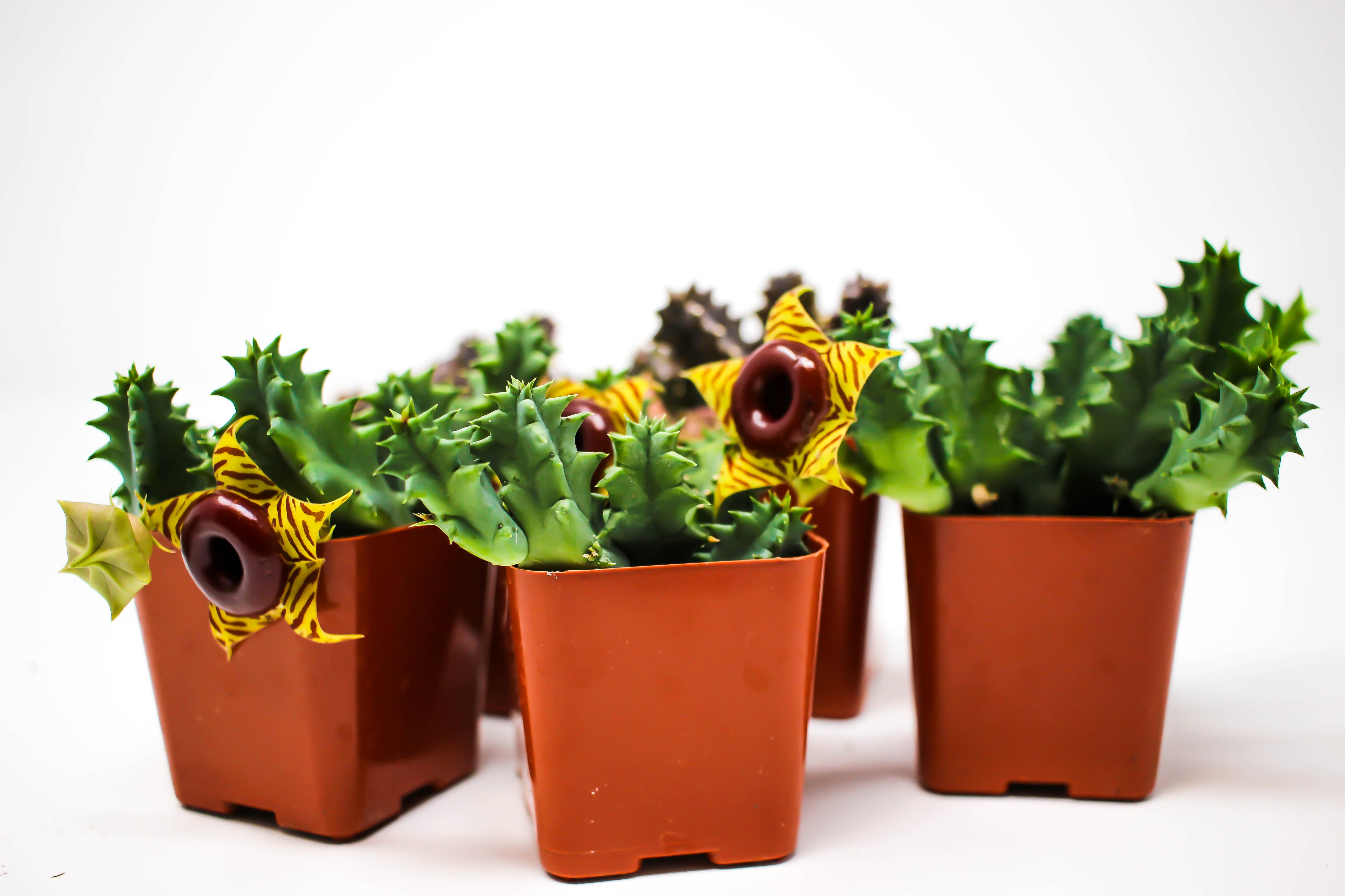 lifesaver succulent plant Succulents Life Saver Plant (Huernia zebrina)