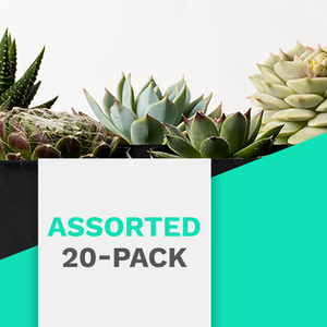 Succulents Assorted 20-Pack