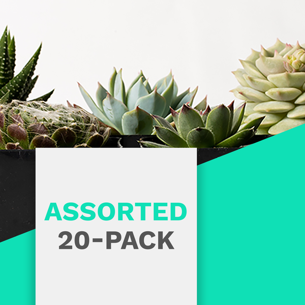 20 pack succulents Succulents Assorted 20-Pack