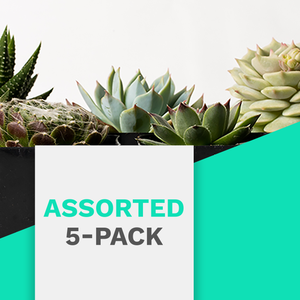 Succulents Assorted 5-Pack