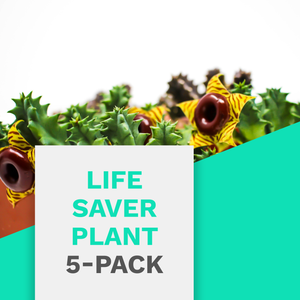 Life Saver Plant (Huernia zebrina) 5-Pack