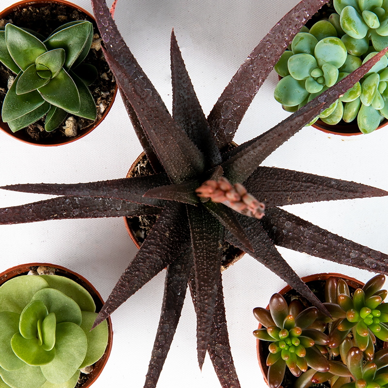 20 succulents Succulents Assorted 20-Pack