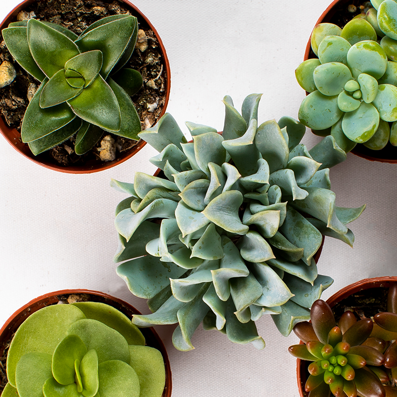 Succulents Assorted 20-Pack