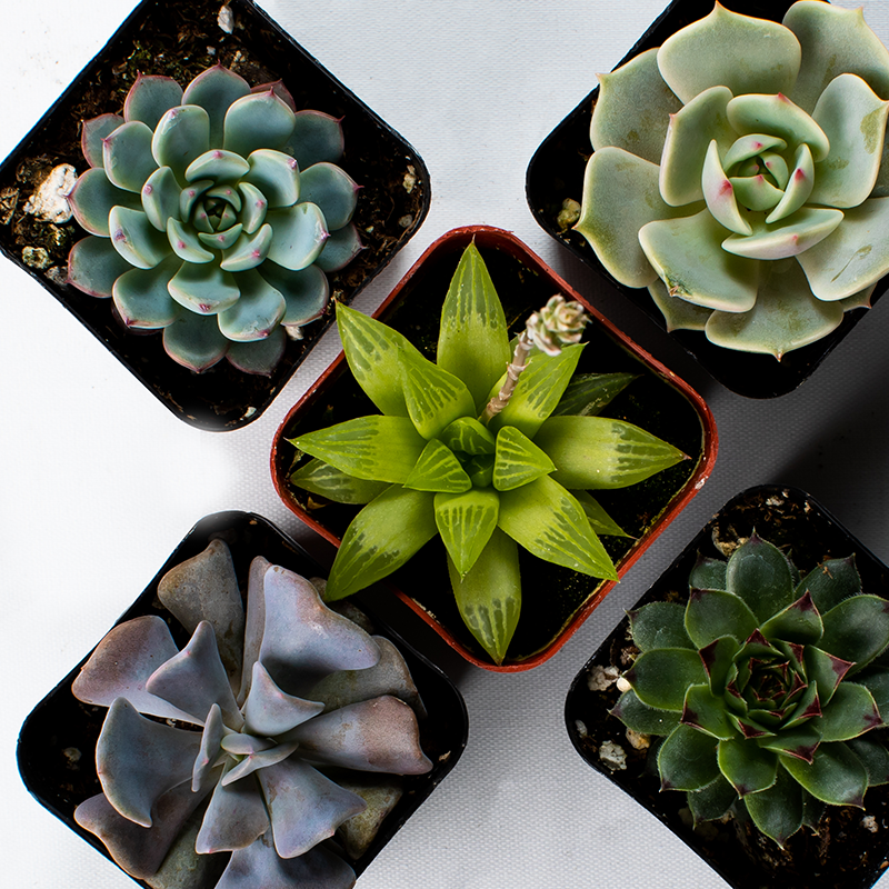 Succulents Assorted 10-Pack