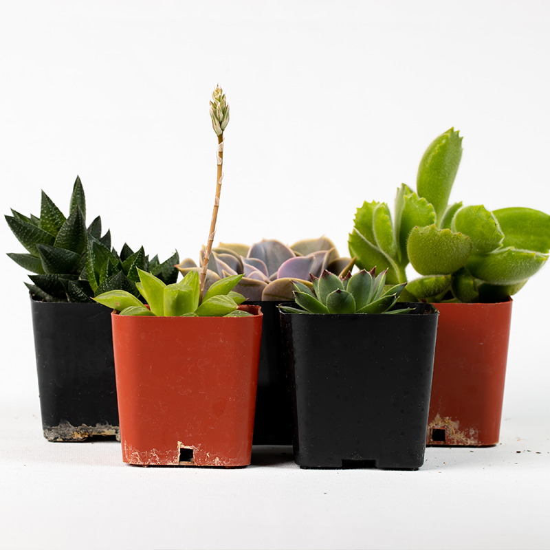Succulents Assorted 5-Pack