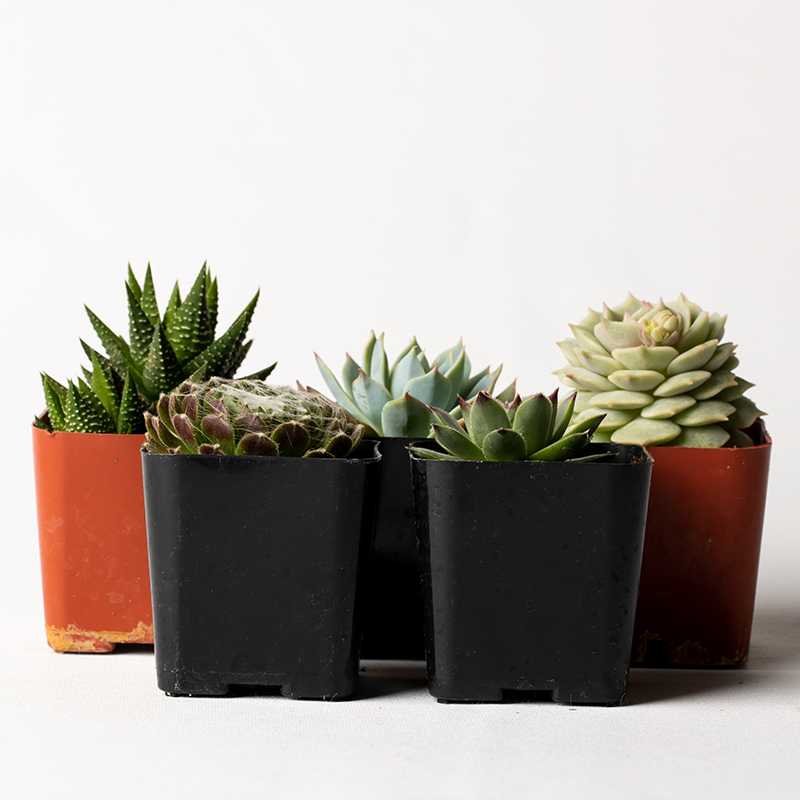 Succulents Assorted 10-Pack